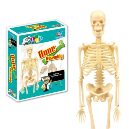 [Kit] Human Bone Assembly